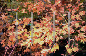 Picture of Acer palmatum 'Majoi'