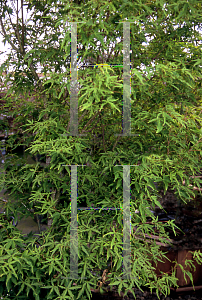 Picture of Acer palmatum 'Mama'