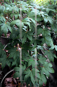 Picture of Acer palmatum (Amoenum Group) 'Mamori'