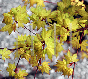 Picture of Acer palmatum 'Marakumo'