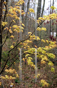 Picture of Acer palmatum 'Marakumo'