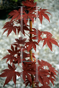 Picture of Acer palmatum 'Margaret Bee'