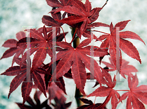 Picture of Acer palmatum 'Margaret Bee'