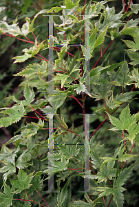 Picture of Acer palmatum 'Marakumo'