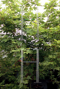 Picture of Acer palmatum 'Marakumo'