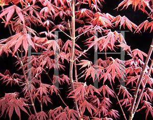 Picture of Acer palmatum (Amoenum Group) 'Mary B. McDonald'