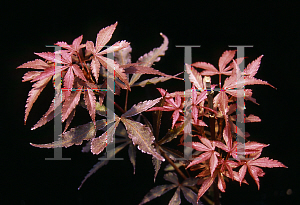 Picture of Acer palmatum (Matsumurae Group) 'Mary Catherine'