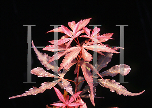 Picture of Acer palmatum (Matsumurae Group) 'Mary Catherine'