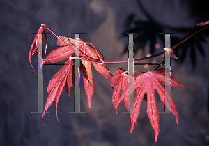 Picture of Acer palmatum 'Mary Eddinglow'