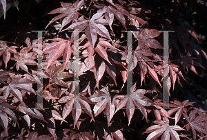 Picture of Acer palmatum 'Mary Eddinglow'