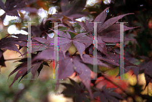 Picture of Acer palmatum 'Mary Eddinglow'