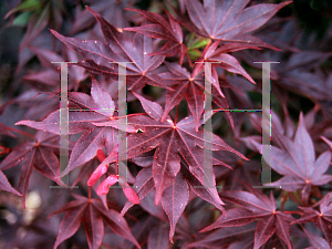Picture of Acer palmatum (Matsumurae Group) 'Musashino'