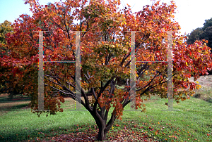 Picture of Acer palmatum (Matsumurae Group) 'Musashino'