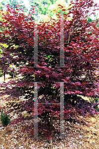 Picture of Acer palmatum (Matsumurae Group) 'Musashino'