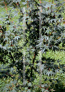 Picture of Acer palmatum (Matsumurae Group) 'Masu kagami'