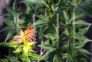 Picture of Acer palmatum (Matsumurae Group) 'Masu kagami'