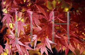 Picture of Acer palmatum (Matsumurae Group) 'Masu kagami'