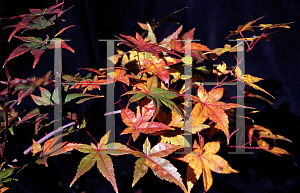 Picture of Acer palmatum (Matsumurae Group) 'Masu kagami'