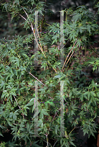 Picture of Acer palmatum 'Matthew'