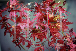 Picture of Acer palmatum 'Matthew'