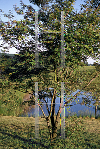 Picture of Acer palmatum 'Matsugae (Argenteomarginatum)'