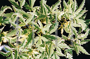 Picture of Acer palmatum 'Matsugae (Argenteomarginatum)'