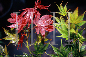 Picture of Acer palmatum 'Matsugae (Argenteomarginatum)'