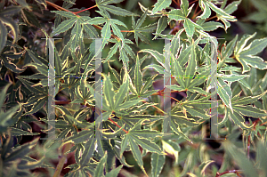 Picture of Acer palmatum 'Matsugae (Argenteomarginatum)'