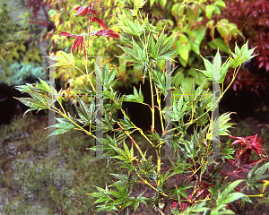 Picture of Acer palmatum 'Matsugae (Argenteomarginatum)'