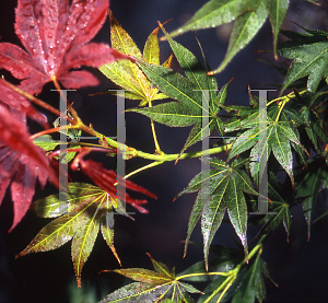 Picture of Acer palmatum 'Matsugae (Argenteomarginatum)'