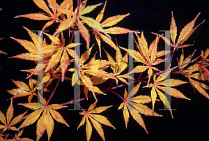 Picture of Acer palmatum (Matsumurae Group) 'Matsukaze'