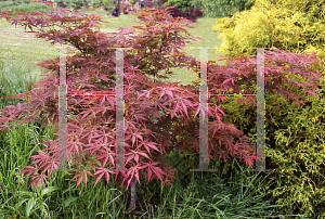 Picture of Acer palmatum (Matsumurae Group) 'Matsukaze'