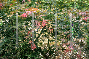 Picture of Acer palmatum (Matsumurae Group) 'Matsukaze'