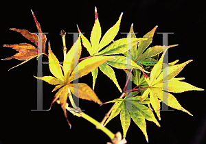 Picture of Acer palmatum (Matsumurae Group) 'Matsumurae'