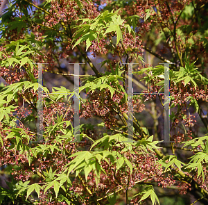 Picture of Acer palmatum (Matsumurae Group) 'Matsumurae'