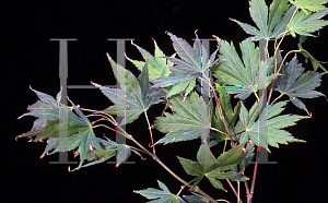 Picture of Acer palmatum (Amoenum Group) 'Matsuyoi'