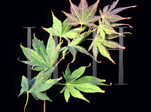 Picture of Acer palmatum (Amoenum Group) 'Matsuyoi'