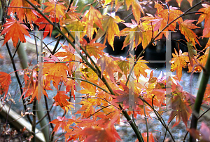 Picture of Acer palmatum (Amoenum Group) 'Matsuyoi'