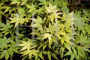 Picture of Acer palmatum (Amoenum Group) 'Matsuyoi'