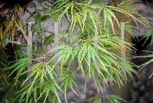 Picture of Acer palmatum (Dissectum Group) 'Maymont'