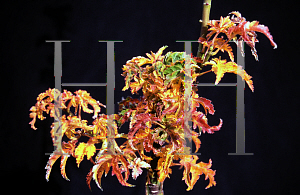 Picture of Acer palmatum 'Meijishi (Shishigashira)'