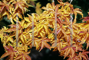 Picture of Acer palmatum 'Meijishi (Shishigashira)'