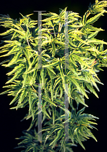 Picture of Acer palmatum 'Meijishi (Shishigashira)'