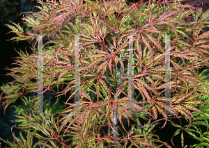 Picture of Acer palmatum (Dissectum Group) 'Midori-no-teiboku'