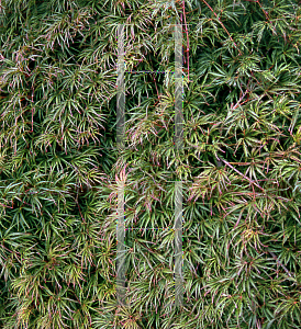 Picture of Acer palmatum (Dissectum Group) 'Midori-no-teiboku'