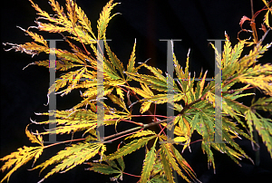 Picture of Acer palmatum (Dissectum Group) 'Midori-no-teiboku'