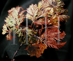 Picture of Acer palmatum (Dissectum Group) 'Midori-no-teiboku'