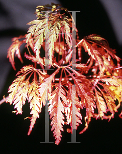 Picture of Acer palmatum (Dissectum Group) 'Midori-no-teiboku'