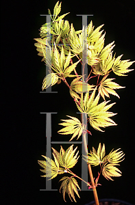 Picture of Acer palmatum (Dissectum Group) 'Midori-no-teiboku'