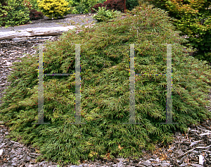 Picture of Acer palmatum (Dissectum Group) 'Midori-no-teiboku'